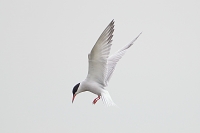 Visdief (Sterna hirundo) 5-2016  8947